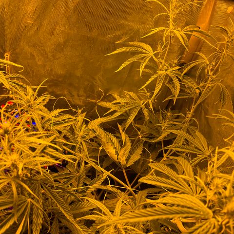 Cheese xxl dx growlog timeline photo