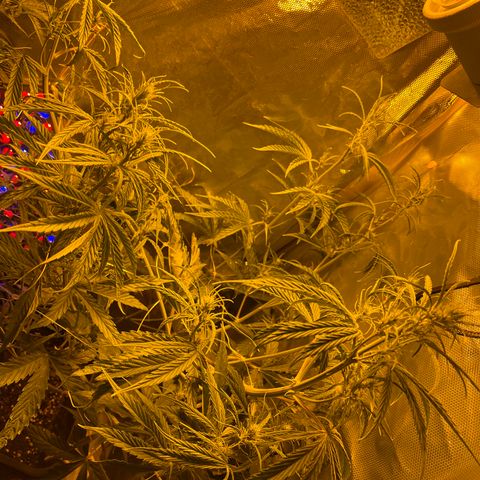 Cheese xxl dx growlog timeline photo