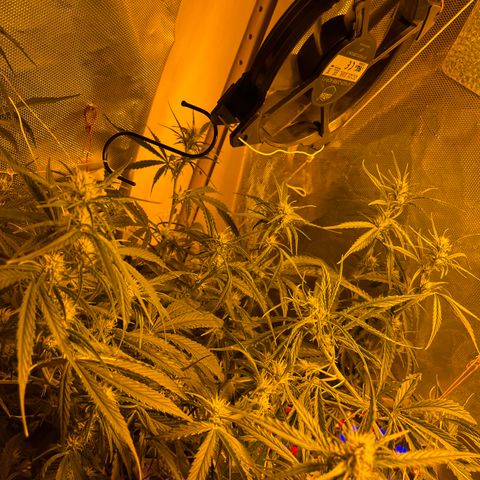 Cheese XXL SX growlog timeline photo