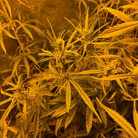 Cheese xxl dx growlog timeline photo