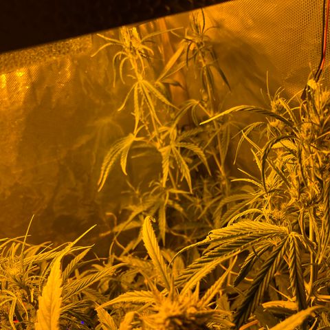 Cheese xxl dx growlog timeline photo