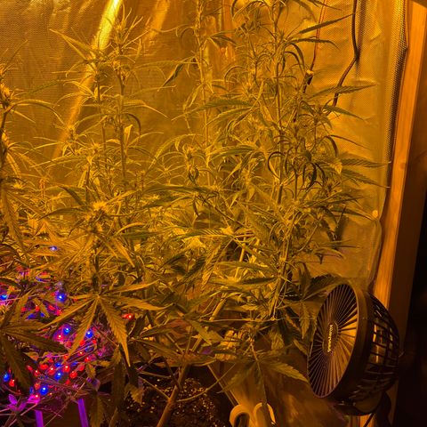 Cheese xxl dx growlog timeline photo