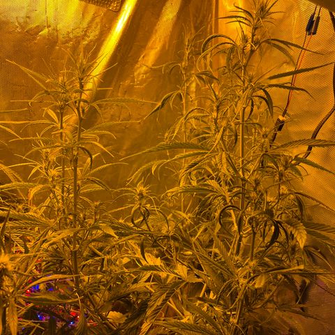 Cheese xxl dx growlog timeline photo