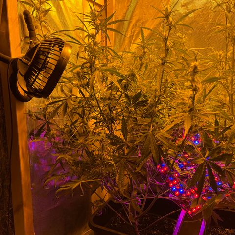 Cheese XXL SX growlog timeline photo