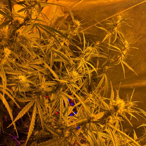 Cheese XXL SX growlog timeline photo