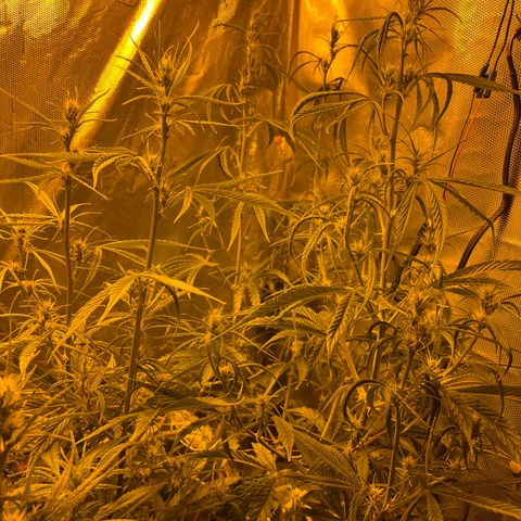 Cheese xxl dx growlog timeline photo