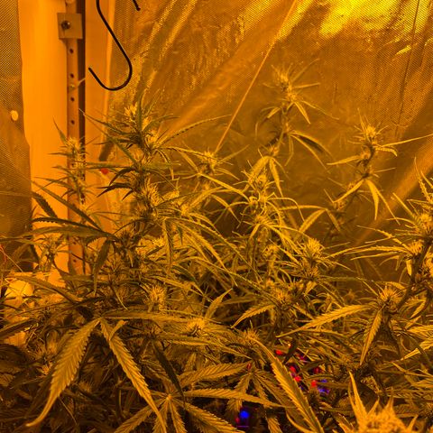 Cheese xxl dx growlog timeline photo