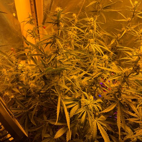 Cheese XXL SX growlog timeline photo