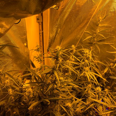 Cheese XXL SX growlog timeline photo