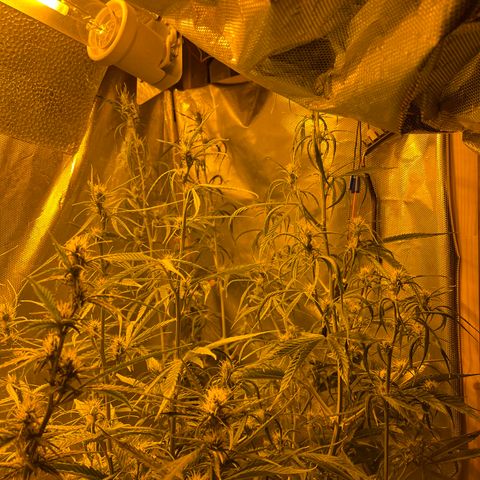 Cheese xxl dx growlog timeline photo
