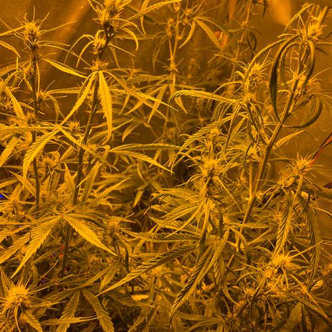 Cheese xxl dx growlog timeline photo