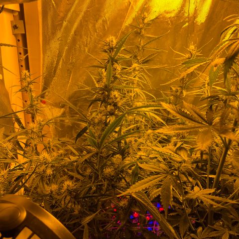 Cheese XXL SX growlog timeline photo