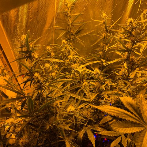 Cheese XXL SX growlog timeline photo