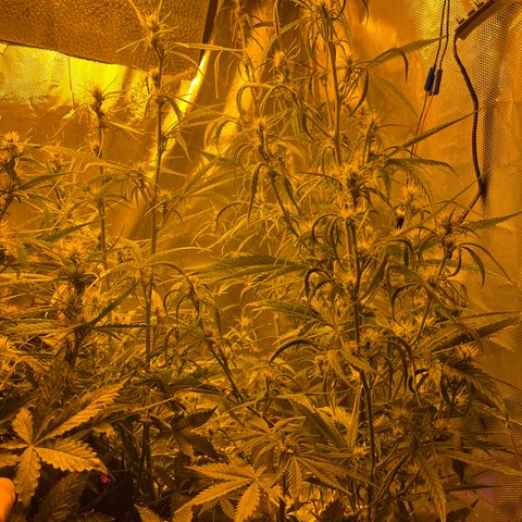 Cheese xxl dx growlog timeline photo