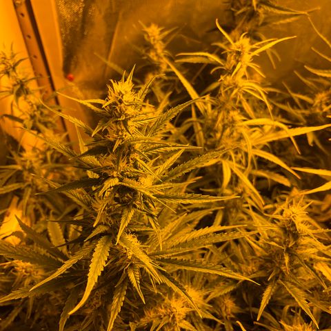 Cheese XXL SX growlog timeline photo