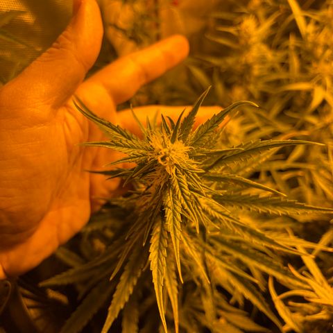 Cheese XXL SX growlog timeline photo