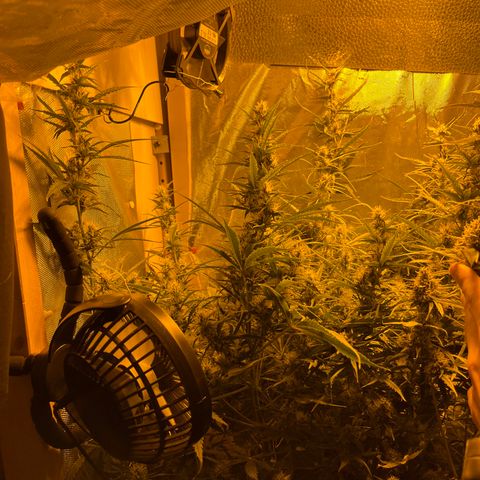 Cheese XXL SX growlog timeline photo