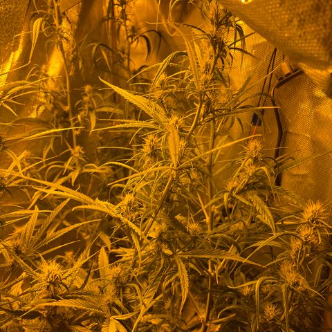 Cheese xxl dx growlog timeline photo