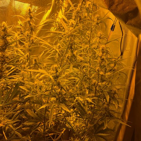 Cheese xxl dx growlog timeline photo