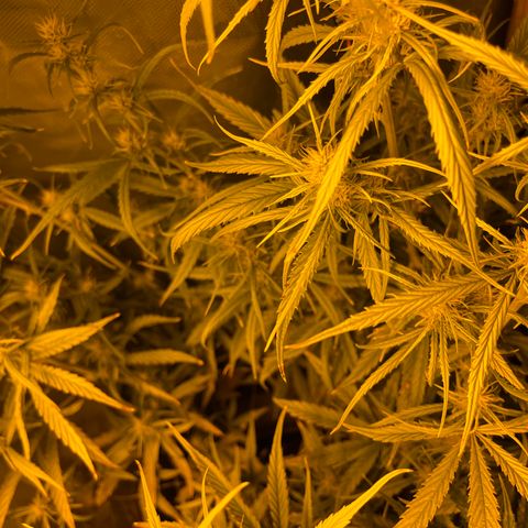 Cheese xxl dx growlog timeline photo