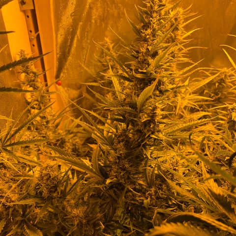 Cheese XXL SX growlog timeline photo