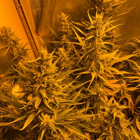 Cheese XXL SX growlog timeline photo