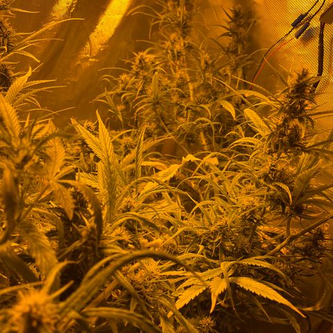 Cheese xxl dx growlog timeline photo