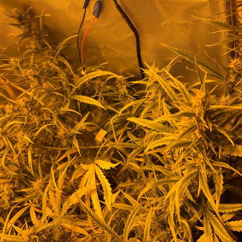 Cheese xxl dx growlog timeline photo