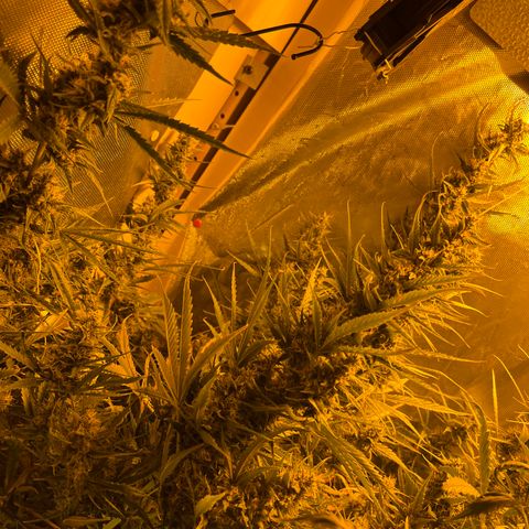 Cheese XXL SX growlog timeline photo