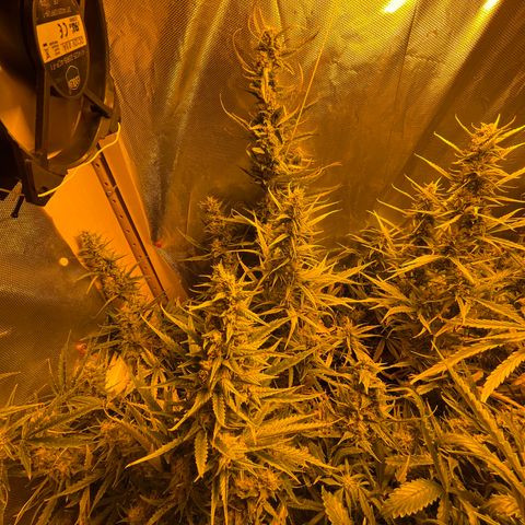 Cheese XXL SX growlog timeline photo