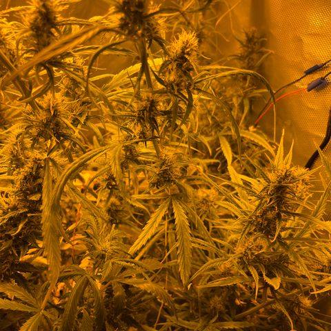 Cheese xxl dx growlog timeline photo