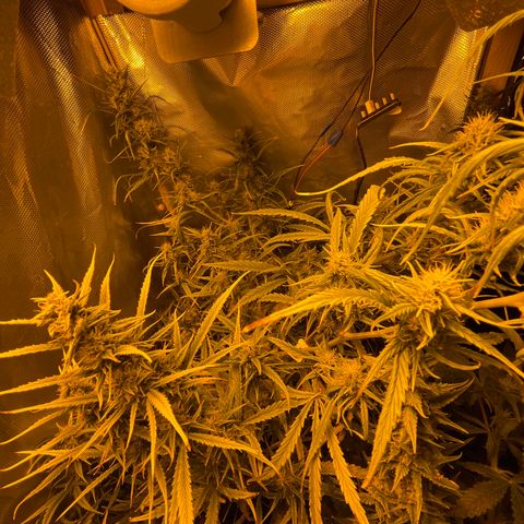 Cheese xxl dx growlog timeline photo