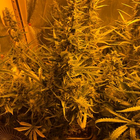 Cheese XXL SX growlog timeline photo