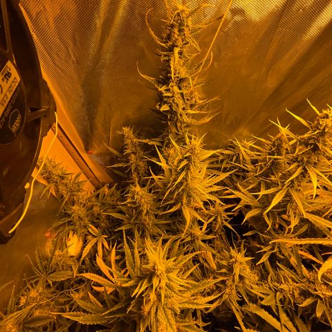 Cheese XXL SX growlog timeline photo