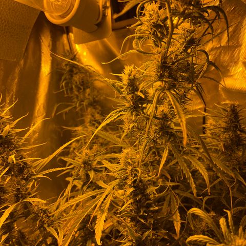 Cheese xxl dx growlog timeline photo
