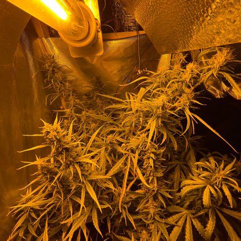 Cheese xxl dx growlog timeline photo