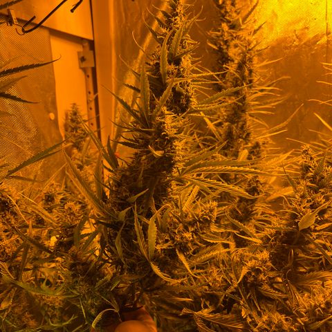Cheese XXL SX growlog timeline photo