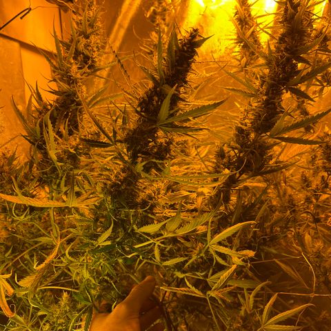 Cheese XXL SX growlog timeline photo