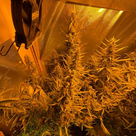 Cheese XXL SX growlog timeline photo