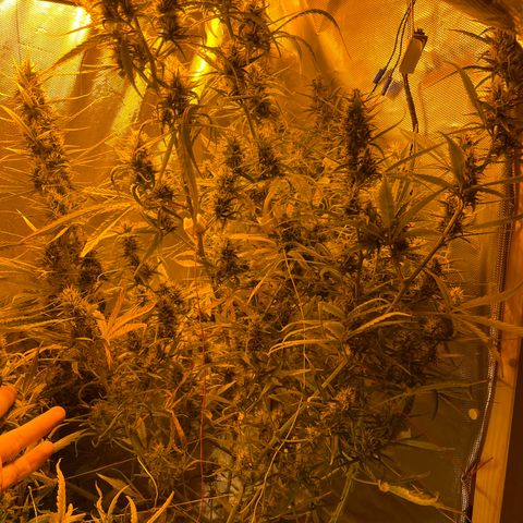 Cheese xxl dx growlog timeline photo