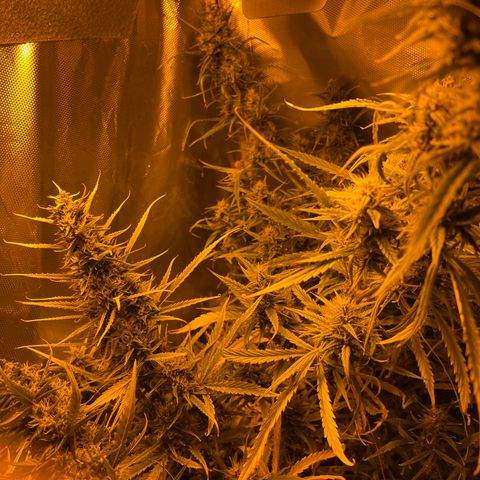 Cheese xxl dx growlog timeline photo
