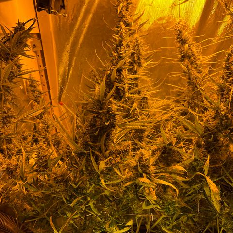 Cheese XXL SX growlog timeline photo