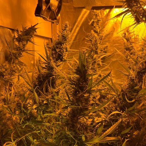 Cheese XXL SX growlog timeline photo