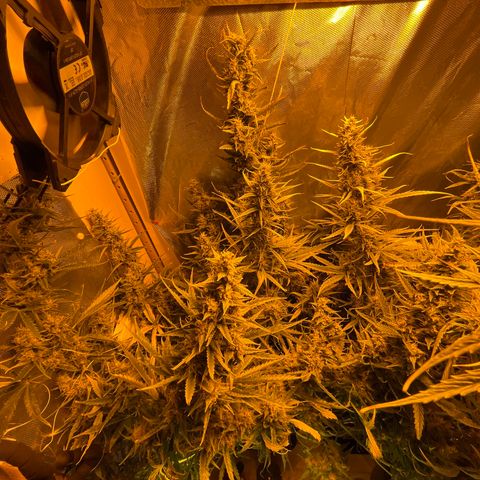 Cheese XXL SX growlog timeline photo