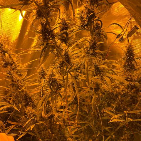 Cheese xxl dx growlog timeline photo