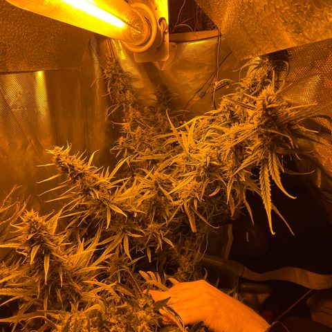 Cheese xxl dx growlog timeline photo