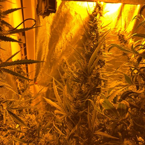 Cheese XXL SX growlog timeline photo