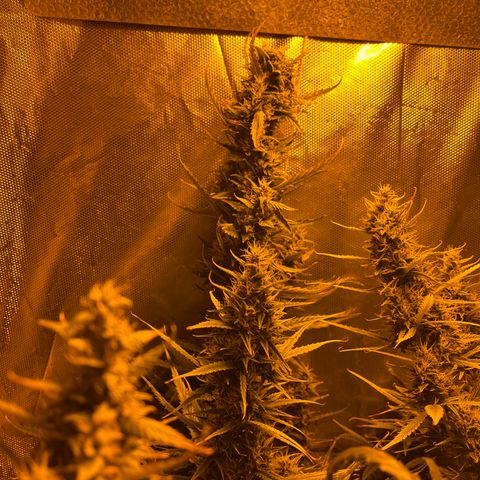 Cheese XXL SX growlog timeline photo