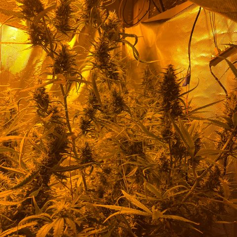 Cheese xxl dx growlog timeline photo