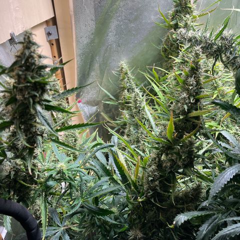 Cheese XXL SX growlog timeline photo
